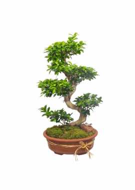Ficus S Gövde Bonsai